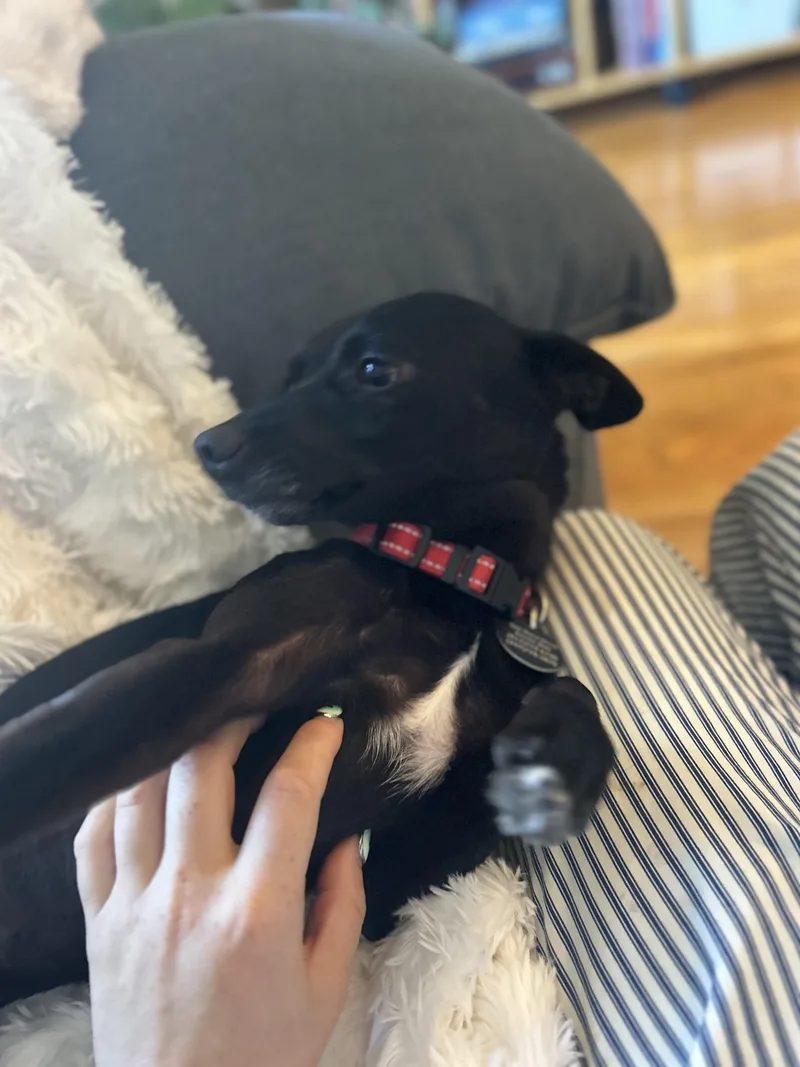 Chester thumbnail 2
