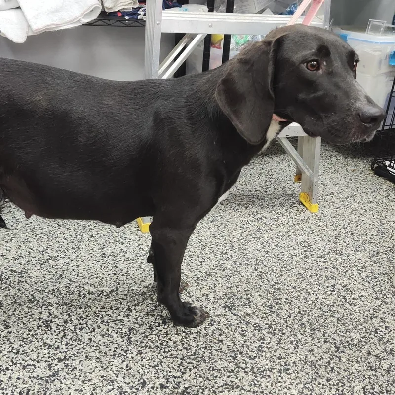 An adult small-sized female Black Mixed Breed dog named Thea for adoption in Fredericksburg, VA