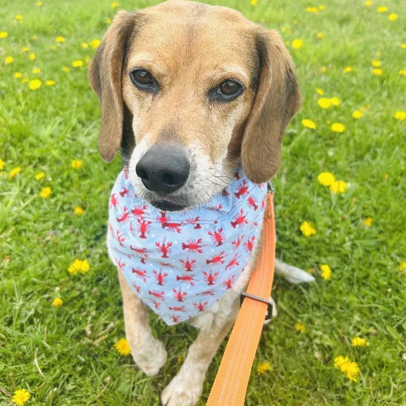 Bailey