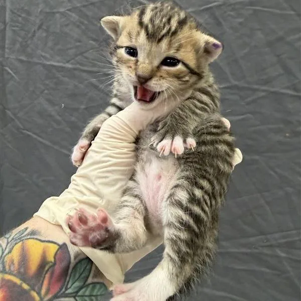 A baby small-sized male Brown / Chocolate Domestic Short Hair cat named Wolfbane for adoption in New York, NY