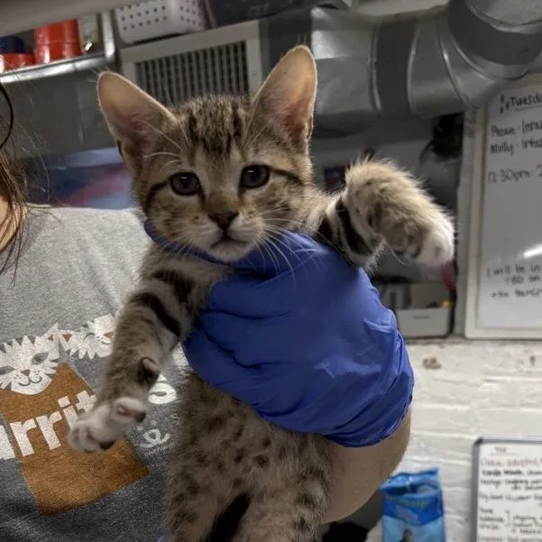 Wolfbane thumbnail 2