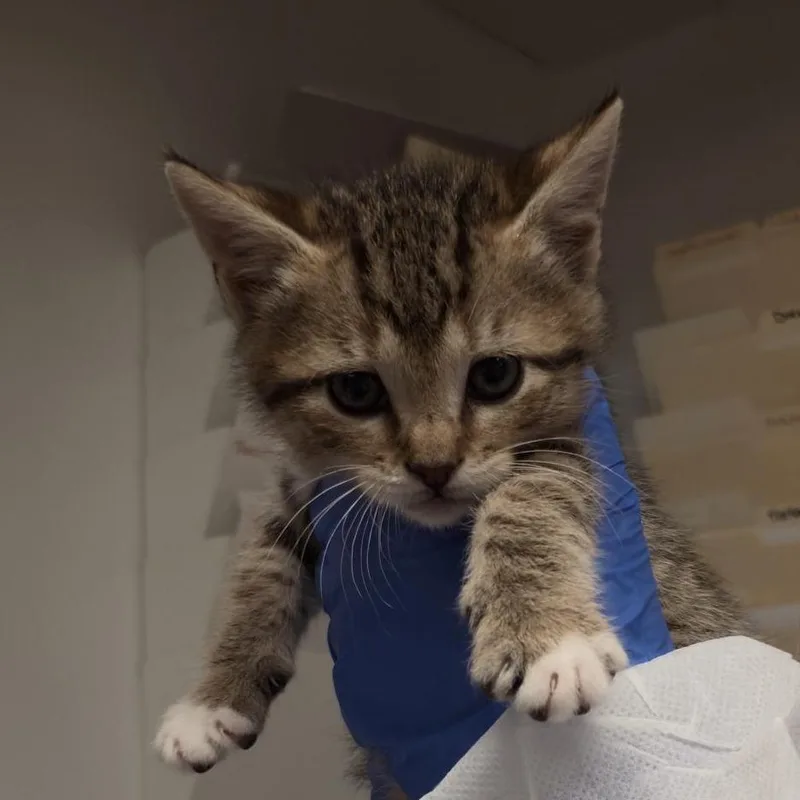 Wolfbane thumbnail 3