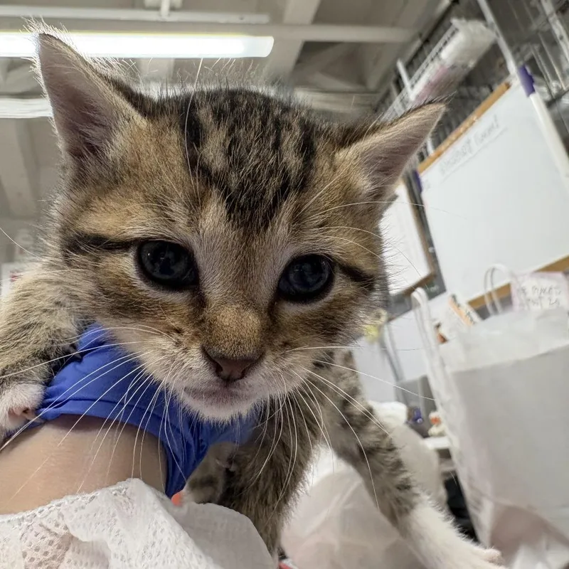 Wolfbane thumbnail 4