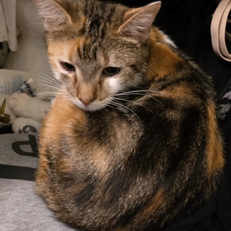 Clementine thumbnail 2