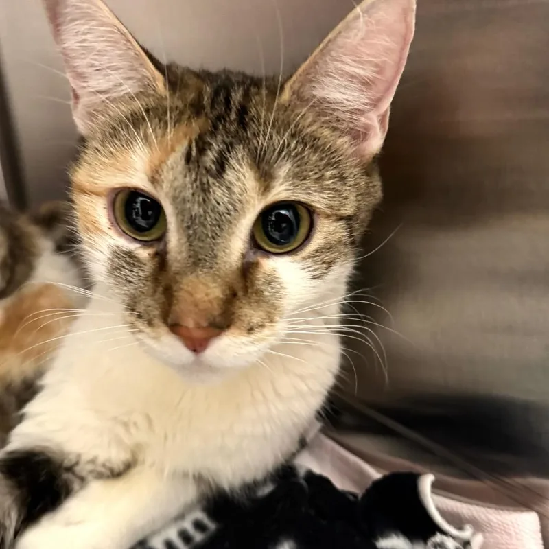 Clementine thumbnail 3