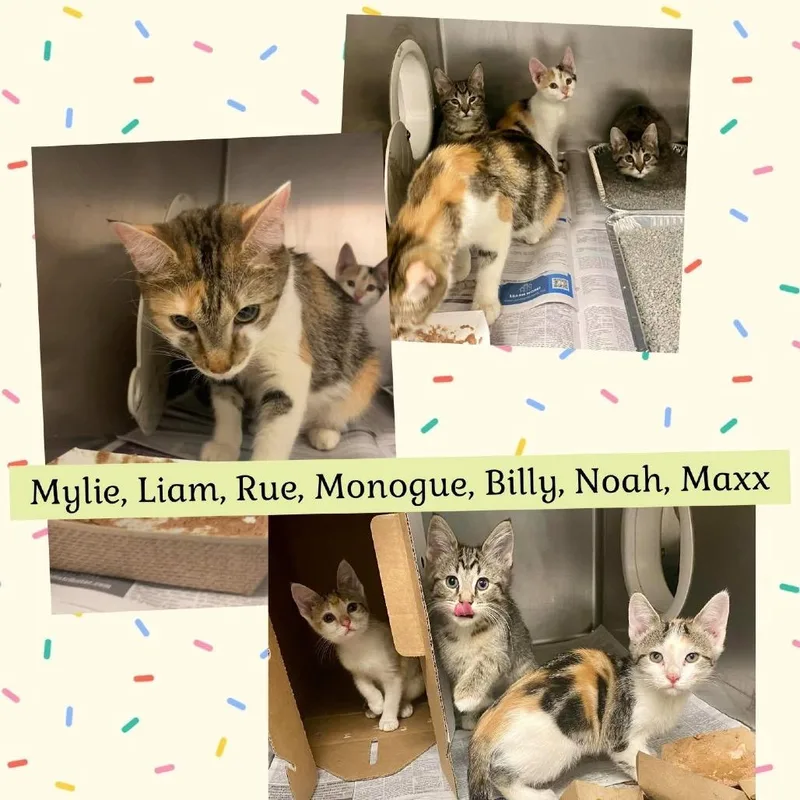 Clementine thumbnail 4