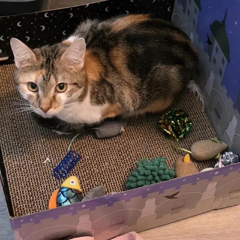 Clementine thumbnail 5