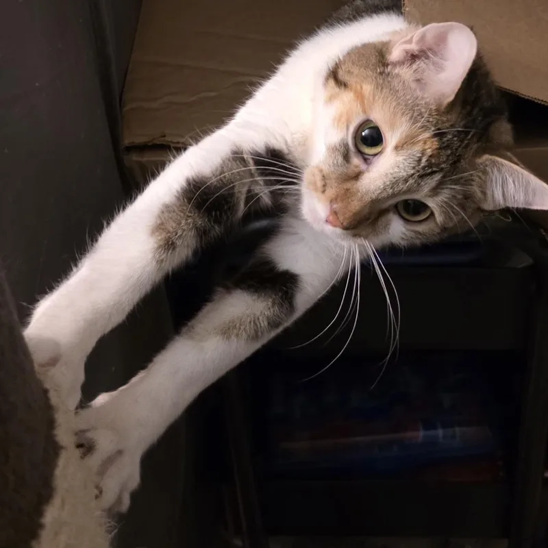 Clementine thumbnail 6