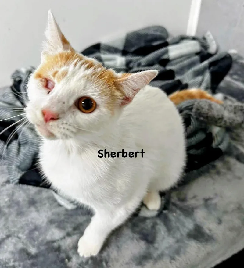 An adult medium-sized female Orange & White Domestic Short Hair cat named Sherbert for adoption in Morehead, KY