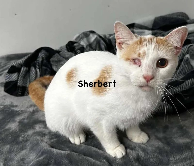 Sherbert thumbnail 2