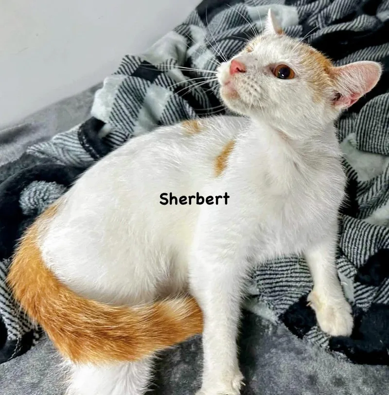 Sherbert thumbnail 3