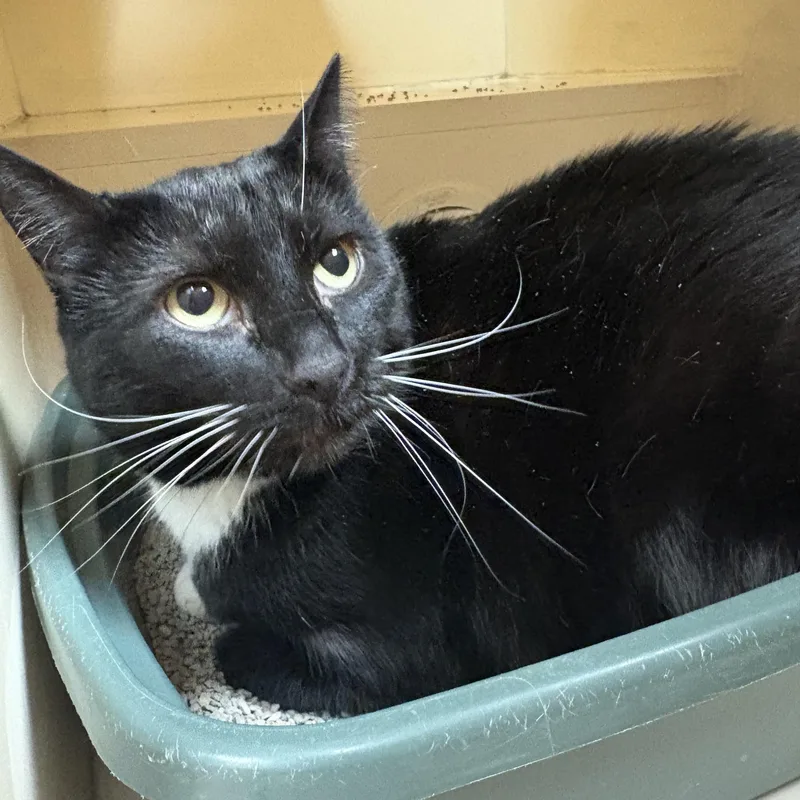A senior medium-sized female Black & White / Tuxedo Domestic Short Hair cat named Gemini for adoption in Hays, KS