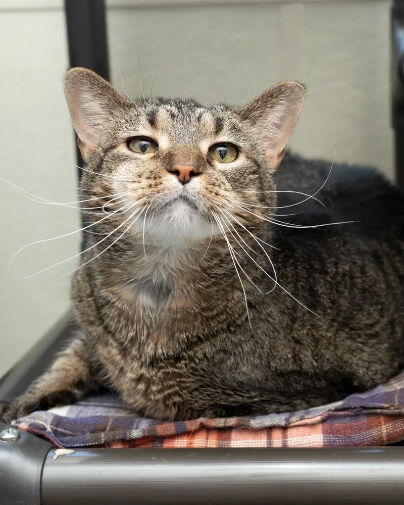 A senior large-sized female Domestic Short Hair cat named Tigger for adoption in Boone, IA