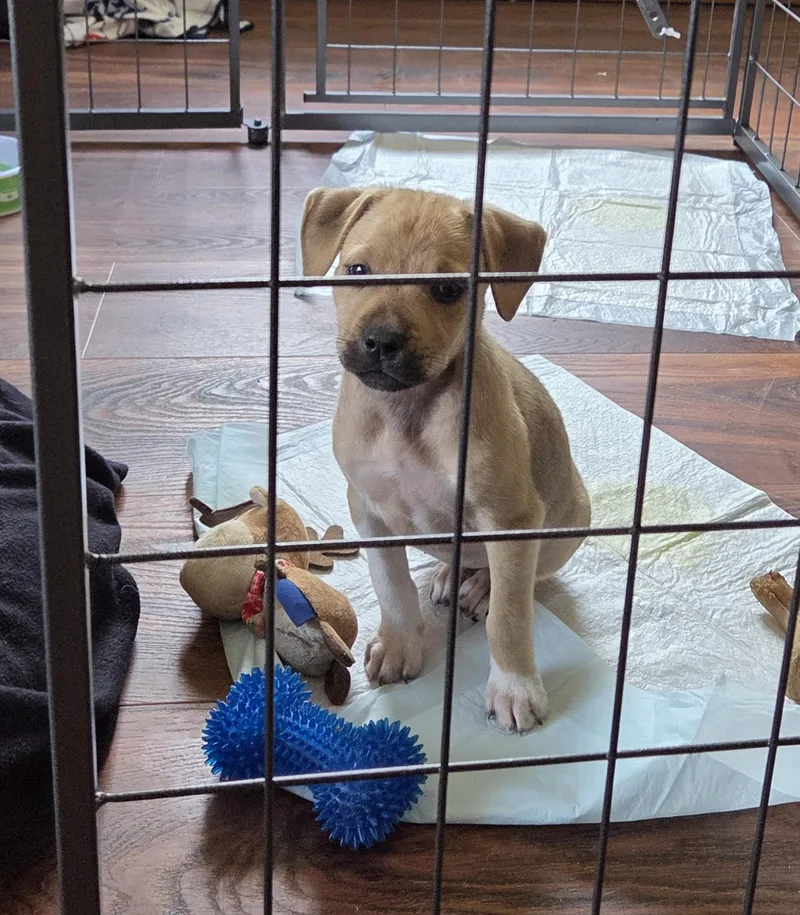 A baby medium-sized female Yellow / Tan / Blond / Fawn Black Mouth Cur dog named Sydney for adoption in PENSACOLA, FL