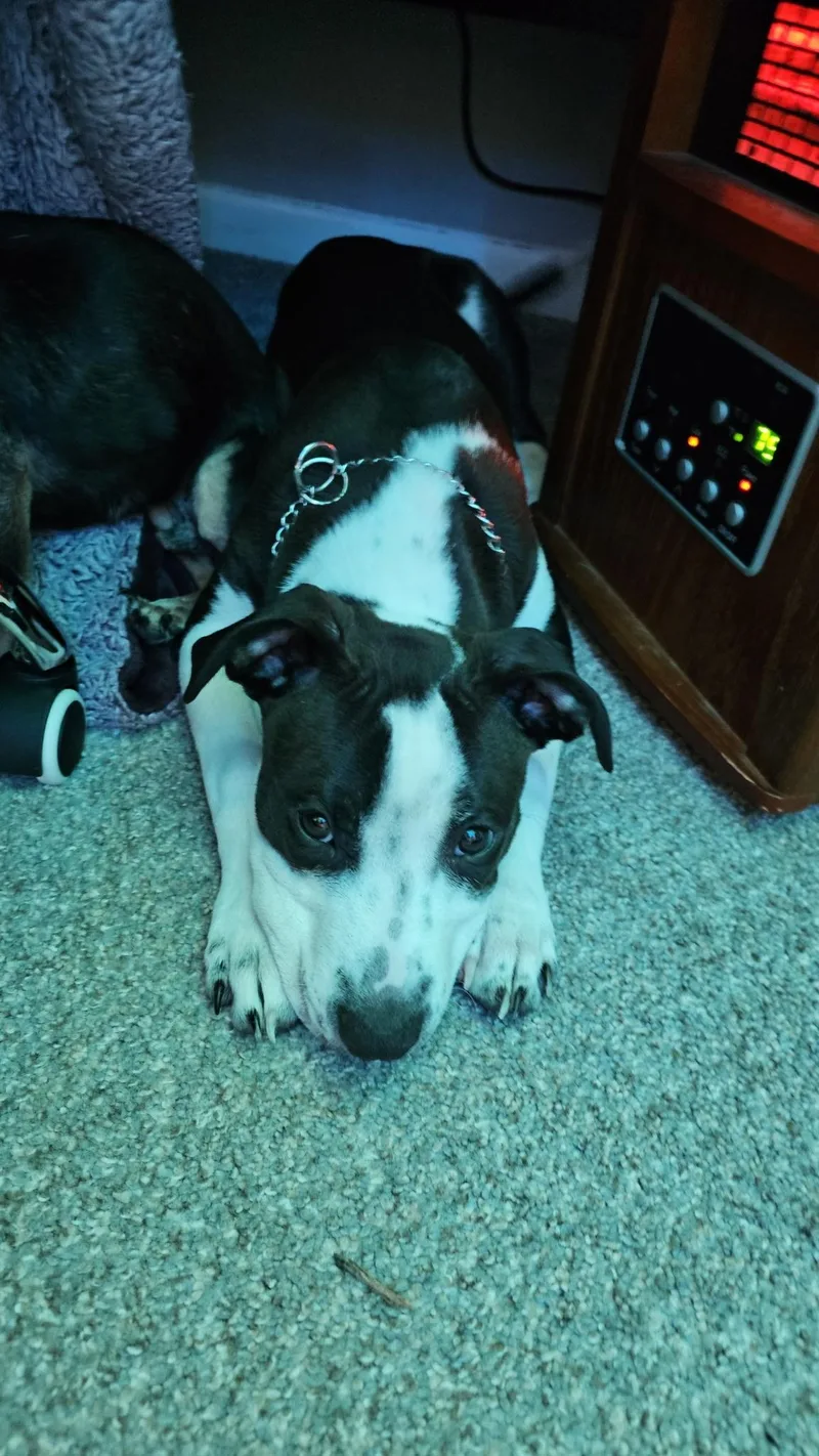 A baby medium-sized male Black Pit Bull Terrier dog named Captain Vegetable for adoption in Kalamazoo, MI