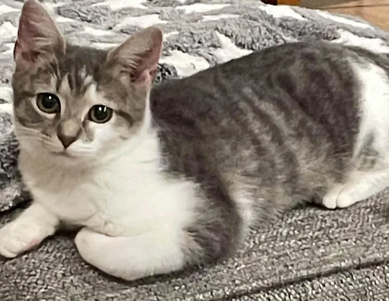 A baby medium-sized female Tabby (Gray / Blue / Silver) Domestic Short Hair cat named Haleigh for adoption in Concord, NC