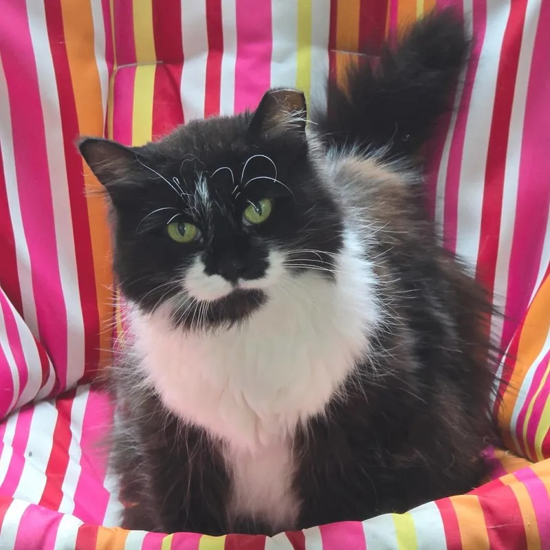 An adult small-sized female Domestic Medium Hair cat named Mittens OG for adoption in Goshen, IN