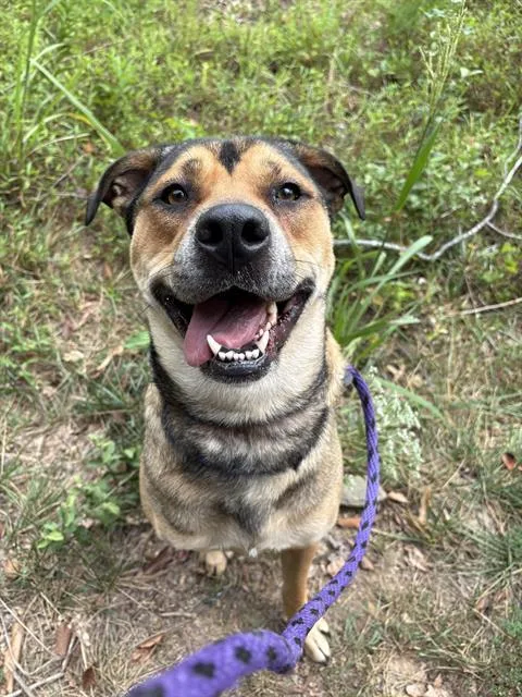 An adult large-sized female Mixed Breed dog named Sadie for adoption in Charlotte, NC