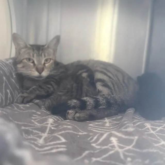 An adult small-sized female Domestic Short Hair cat named Helena for adoption in Tustin, CA