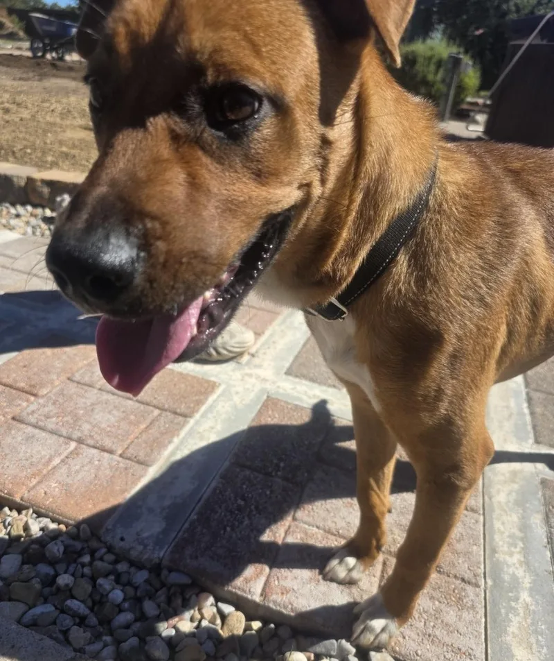 A young medium-sized male Red / Chestnut / Orange German Shepherd Dog named Thor for adoption in Sandia Park, NM