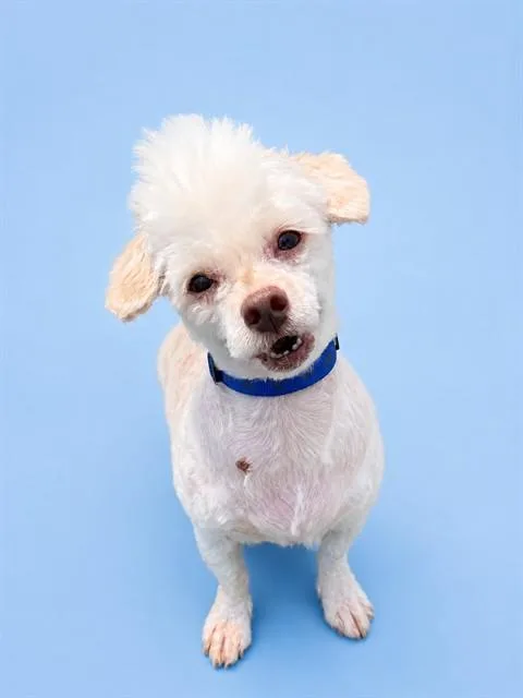 An adult small-sized female Poodle dog named Ginger for adoption in Westminster, MD