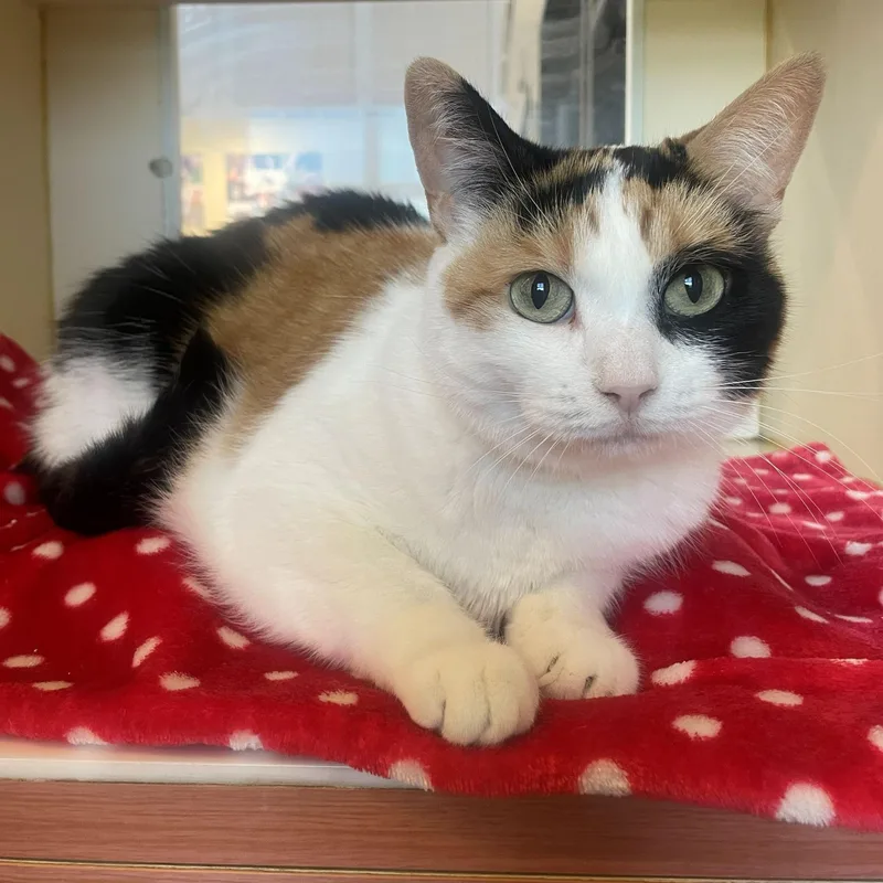 An adult medium-sized female Calico Domestic Short Hair cat named Fluffy for adoption in Rochester, MN
