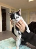 A young small-sized male Black Domestic Short Hair cat named Pichu for adoption in Potsdam, NY