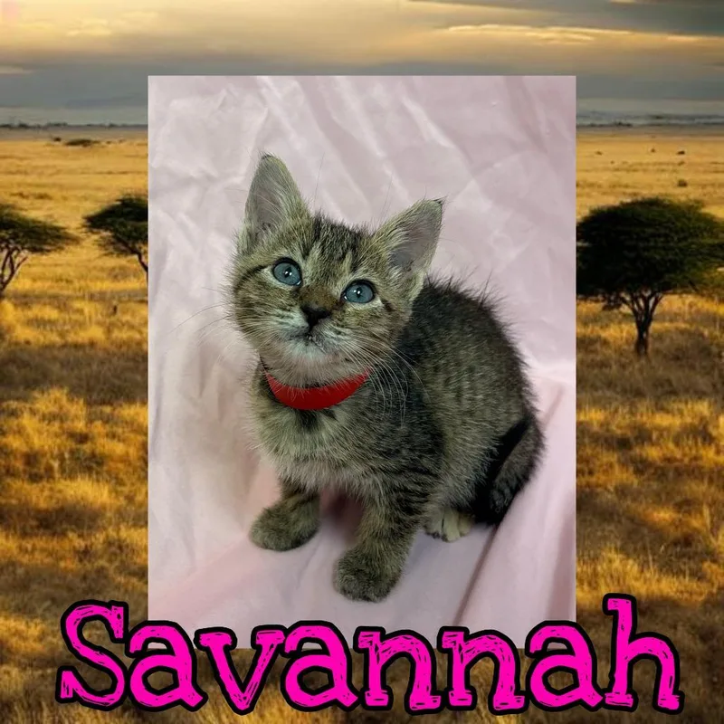 Savannah
