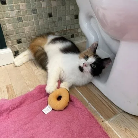 Waffles Willows
