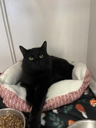 An adult medium-sized male Black Domestic Medium Hair cat named Dimmi for adoption in Cibolo, TX