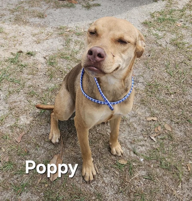 An adult medium-sized female Labrador Retriever dog named Poppy for adoption in Clinton, ME
