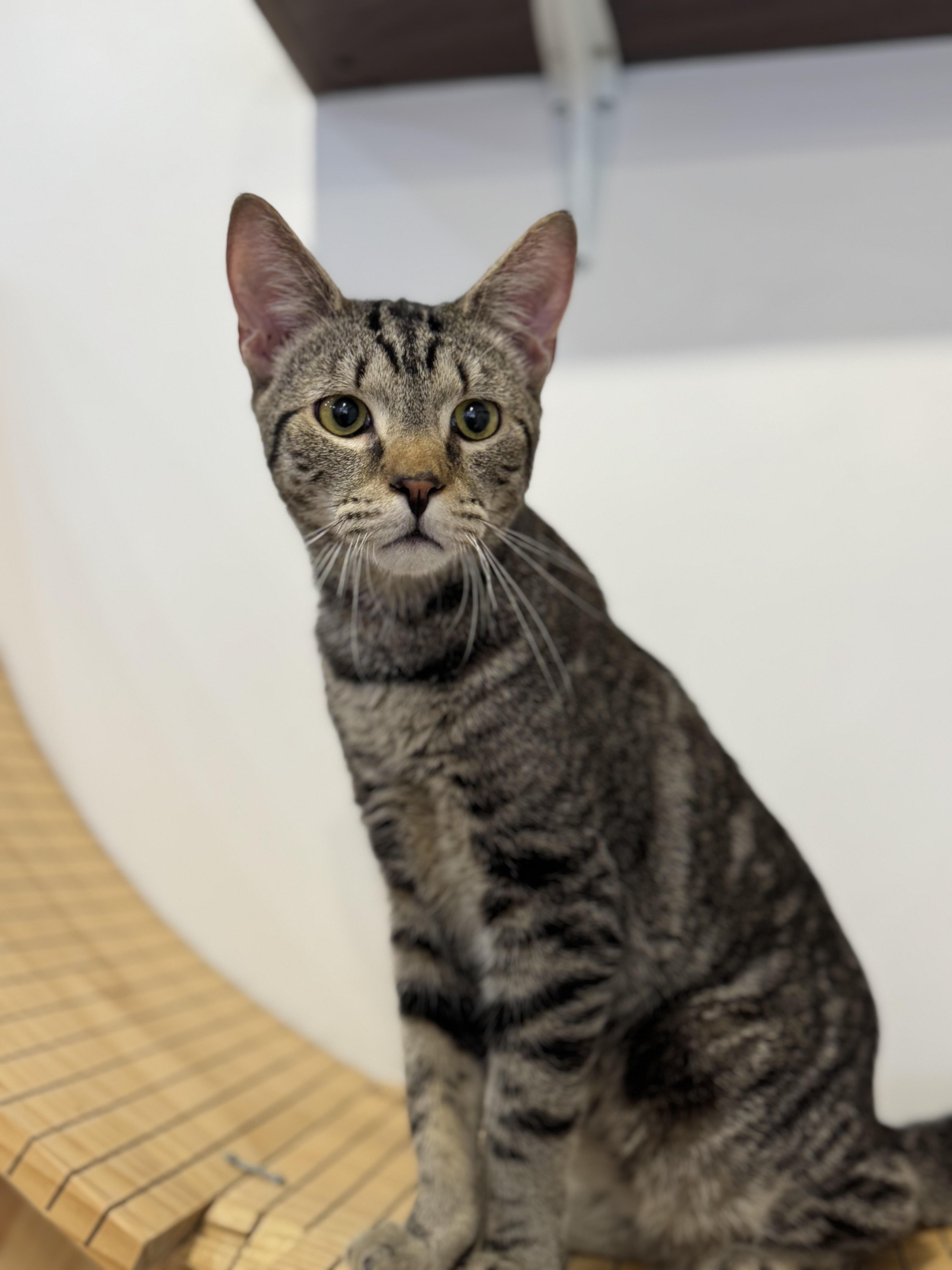 A young medium-sized male Tabby (Tiger Striped) Domestic Short Hair cat named Indigo for adoption in North Haven, CT