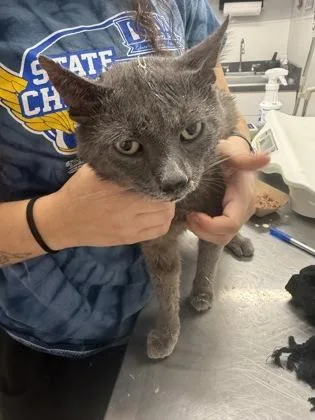 An adult small-sized male Domestic Short Hair cat named Linus for adoption in West Chester, PA