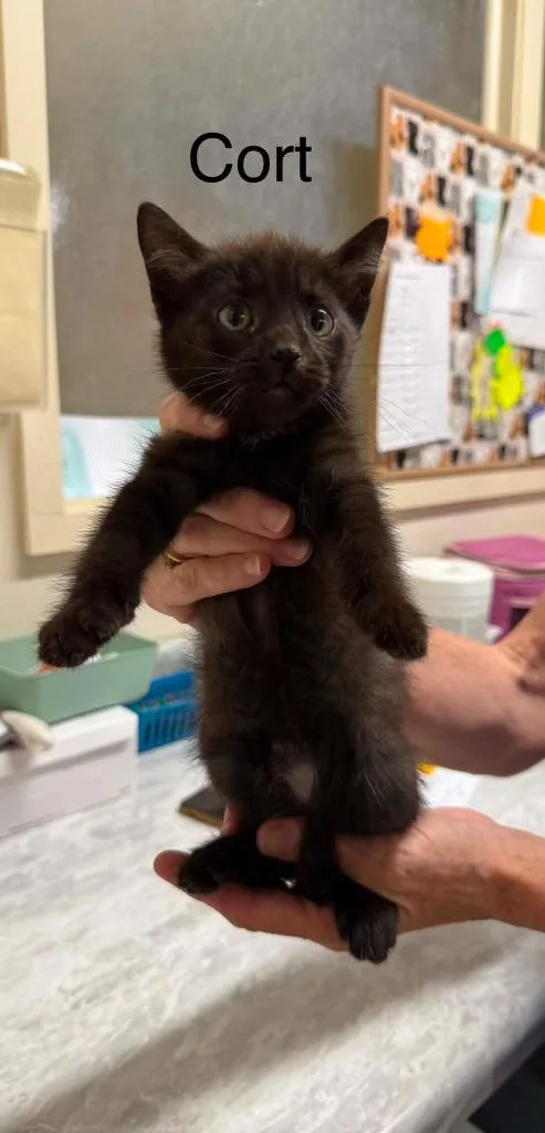 A baby small-sized male Domestic Short Hair cat named Cort for adoption in Plattsburgh, NY