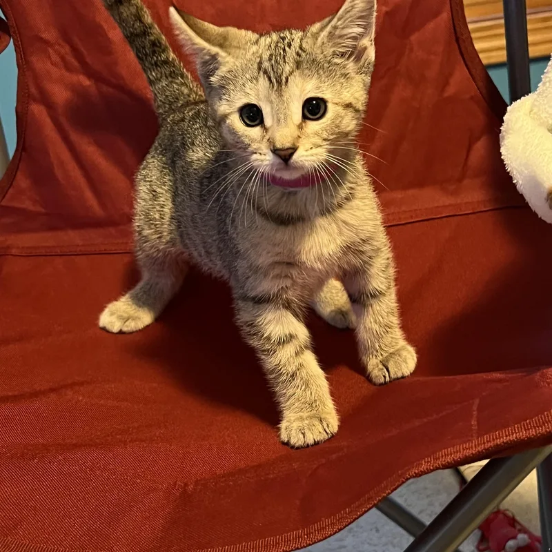 A baby small-sized female Domestic Short Hair cat named Strawberry Sunrise for adoption in Mineral Point, WI