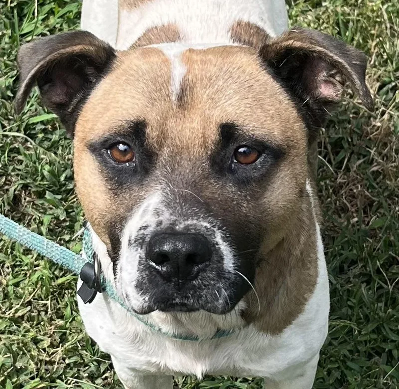 Irving Is Handsome  thumbnail 3