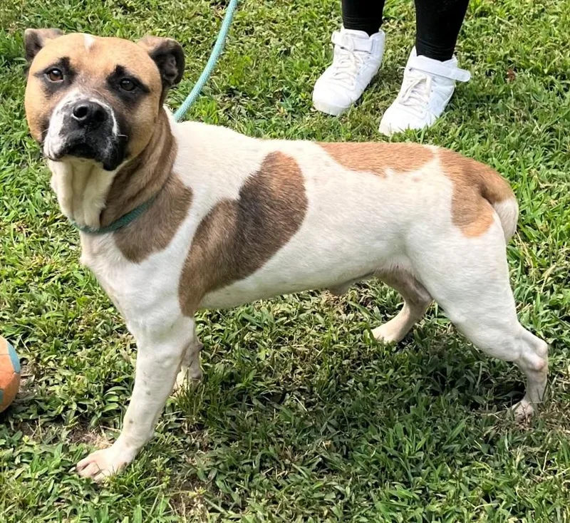 Irving Is Handsome  thumbnail 4