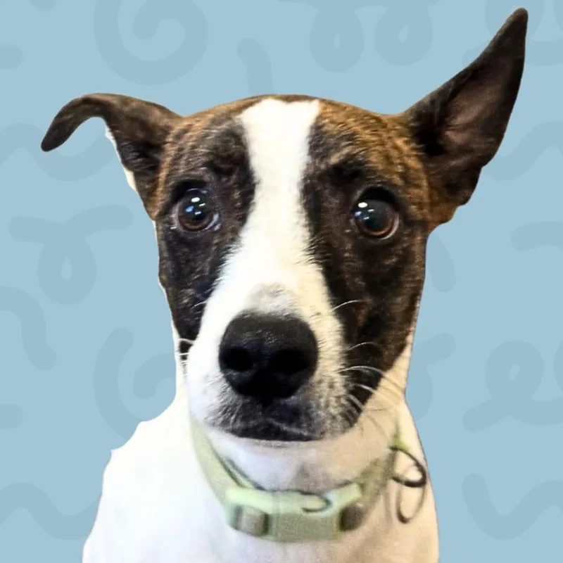 A young small-sized male Brown / Chocolate Jack Russell Terrier dog named Bongo for adoption in Reno, NV
