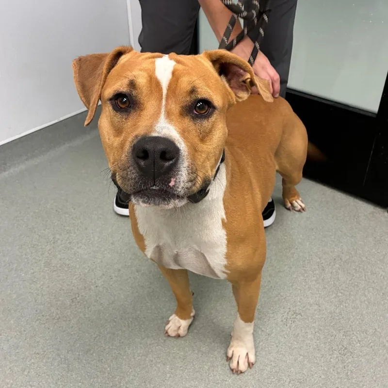 An adult medium-sized male American Staffordshire Terrier dog named Steven for adoption in Abilene, TX