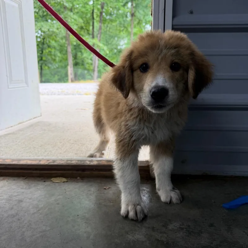 A young small-sized male Yellow / Tan / Blond / Fawn Great Pyrenees dog named Simba for adoption in Princeton, KY