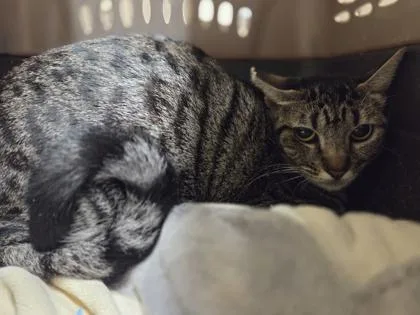 An adult small-sized female Domestic Short Hair cat named Smalls for adoption in Honolulu, HI