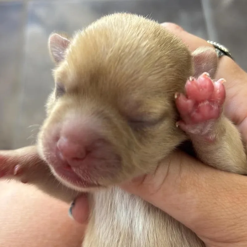 A baby small-sized male Jack Russell Terrier dog named Patch for adoption in Gulfport, MS