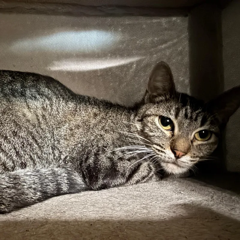 A young medium-sized female Brown / Chocolate American Shorthair cat named Mama for adoption in Collinsville , OK
