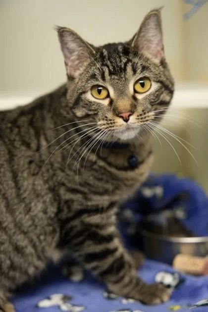 A young medium-sized female Tabby (Brown / Chocolate) Domestic Short Hair cat named Atli for adoption in Bellingham, WA