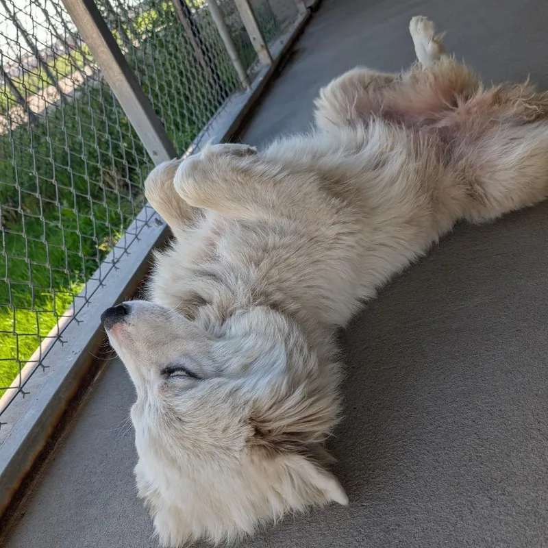 A young large-sized female White / Cream Great Pyrenees dog named Honey for adoption in Emporia, KS