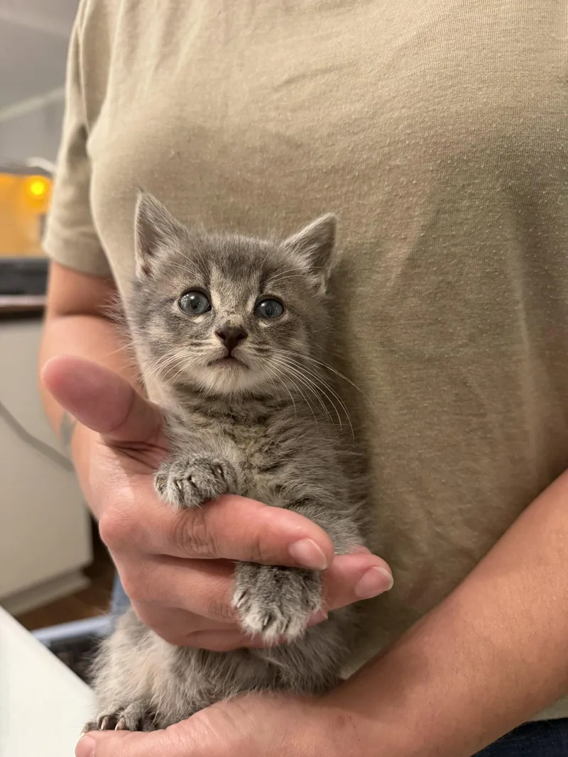A young medium-sized male Domestic Short Hair cat named Torro for adoption in Camden, SC