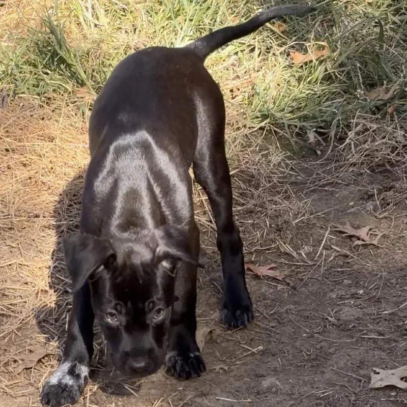 A baby large-sized male Black Mixed Breed dog named Pigpen for adoption in Kansas City, MO