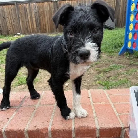 A baby medium-sized male Mixed Breed dog named Rocket for adoption in Burbank, CA