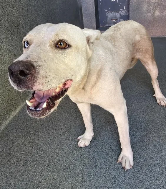 An adult medium-sized female Pit Bull Terrier dog named Nieve for adoption in Gardena, CA