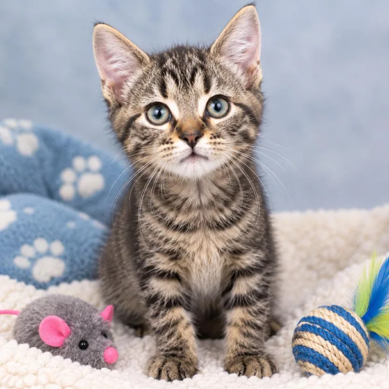 A baby small-sized male Brown / Chocolate Domestic Short Hair cat named Bumble for adoption in South Elgin, IL